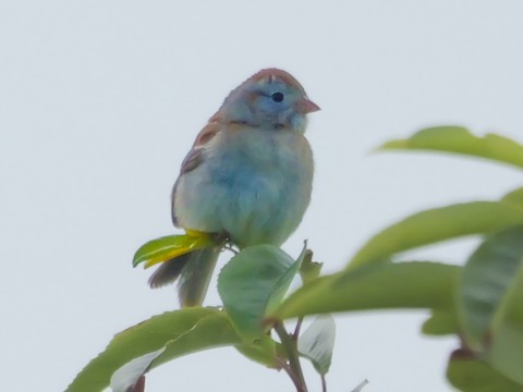Field Sparrow - Roger Horn