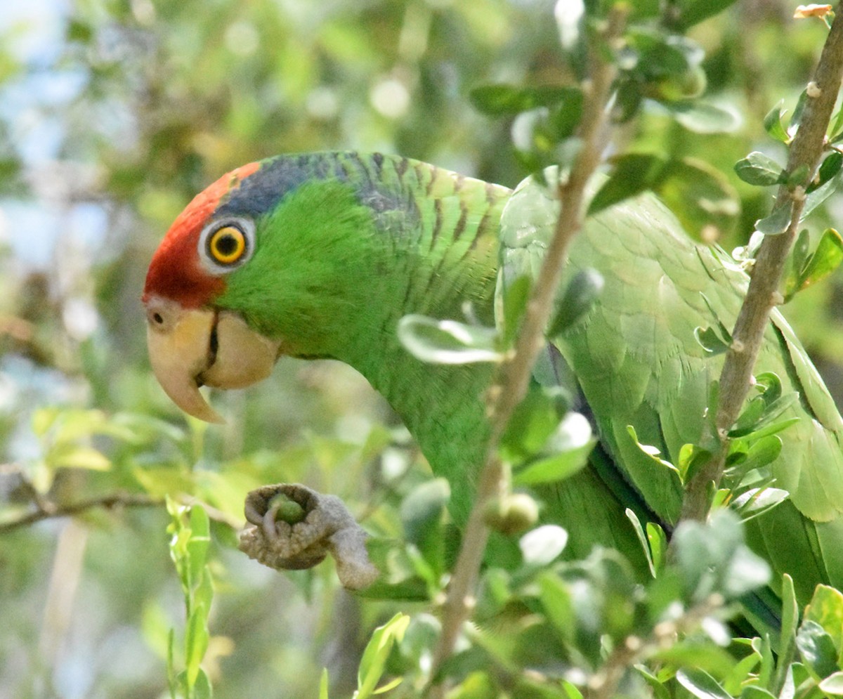 Red-crowned Parrot - Jenny Vogt