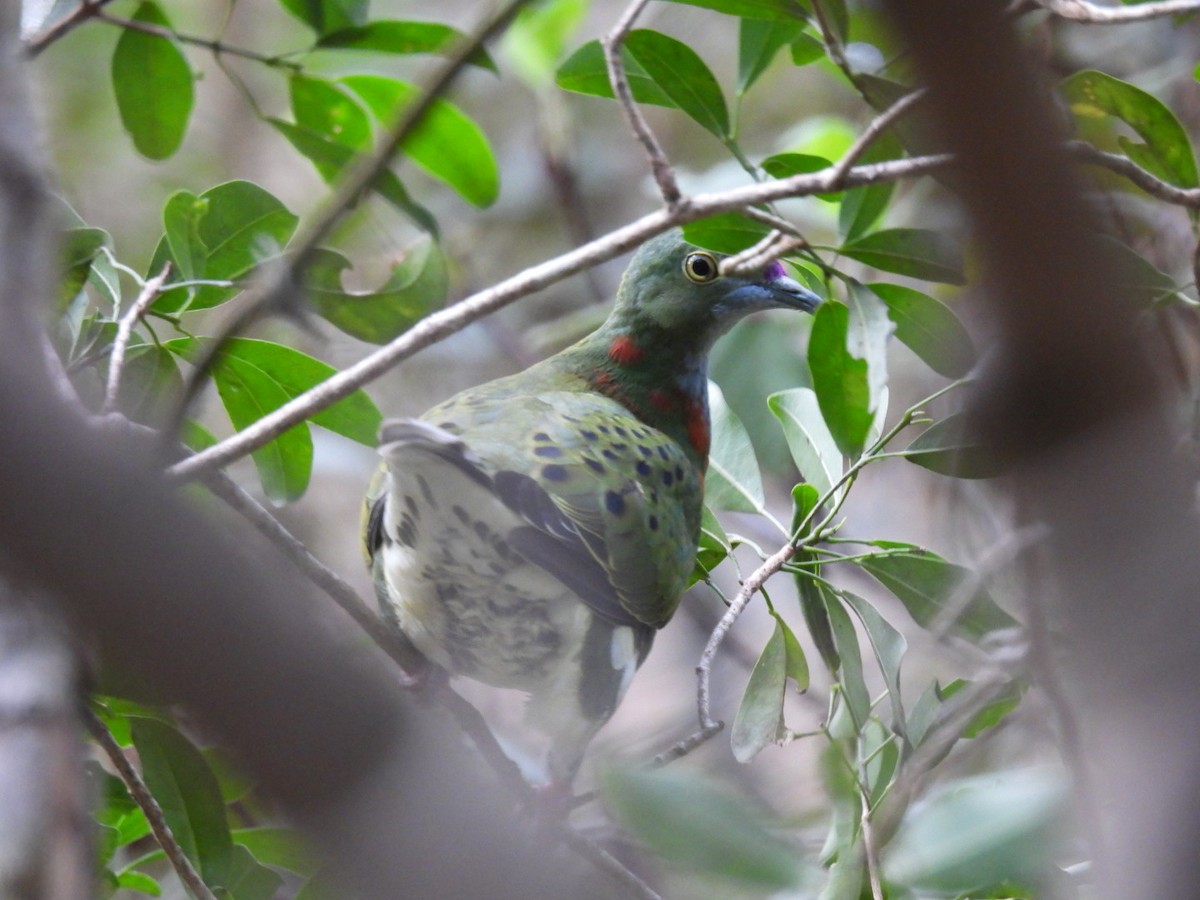 eBird Checklist - 7 Jul 2024 - Brisbane Forest Park--Bellbird Grove ...