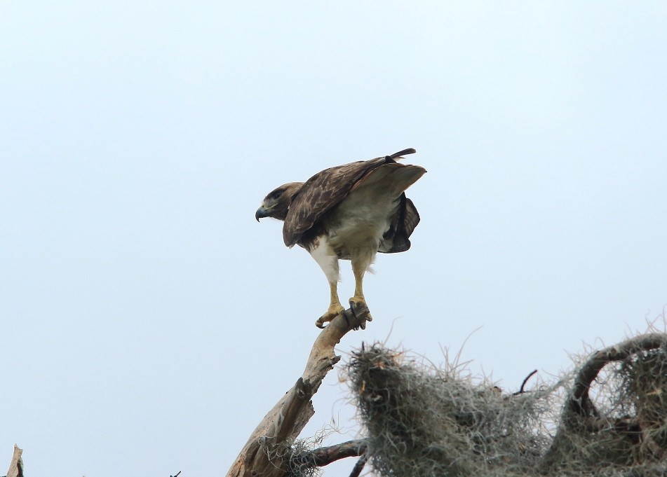Red-tailed Hawk - ML62123161