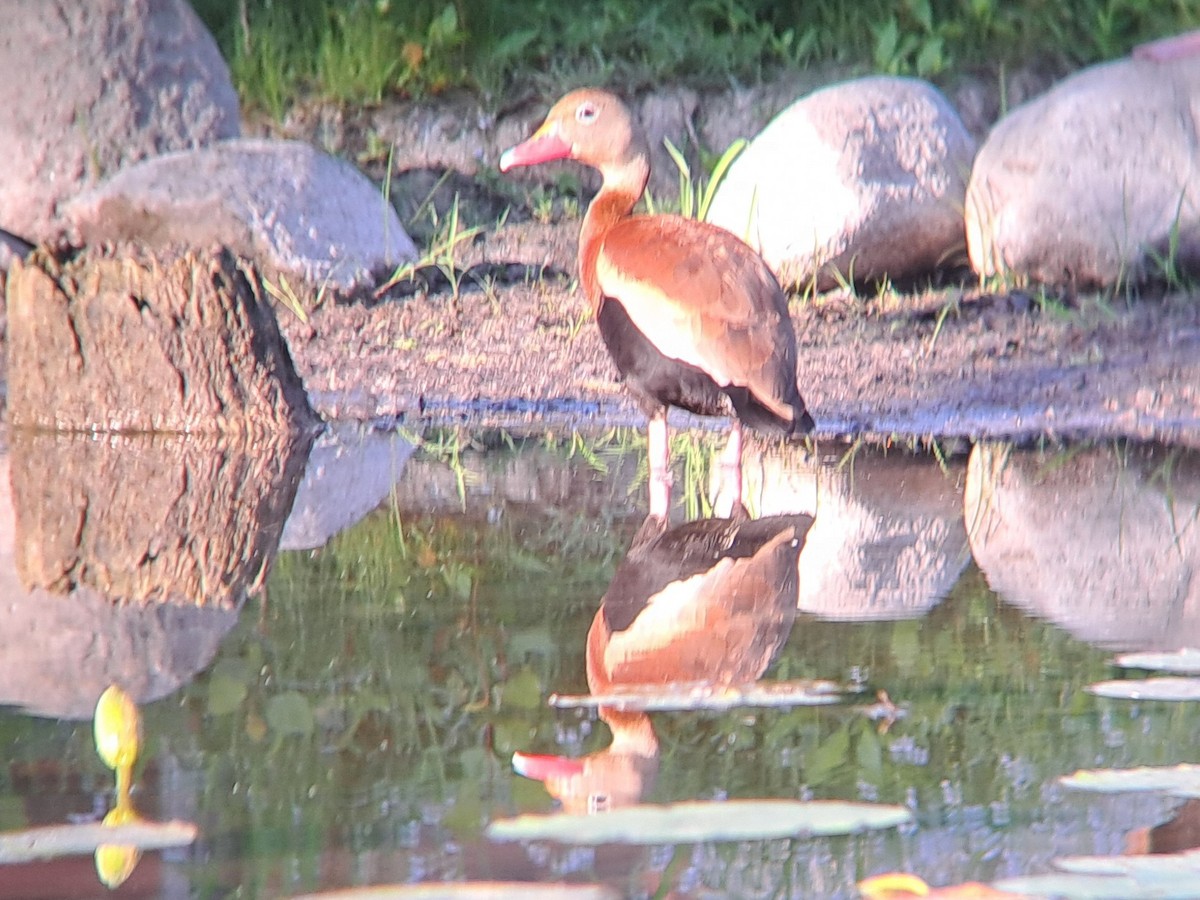 eBird Checklist 7 Jul 2024 Messick Lake 21 species