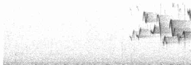 Troglodyte de Baird - ML62123701