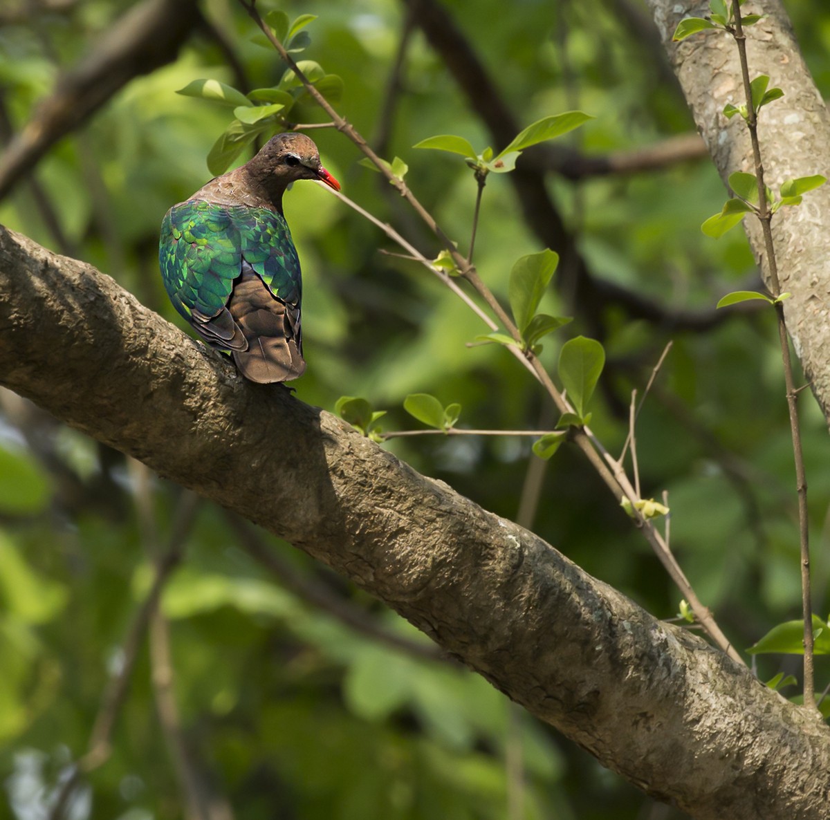 Asian Emerald Dove - Suresh Sharma