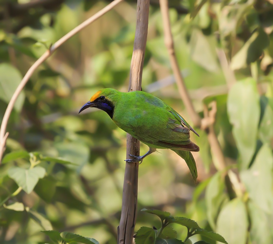 Golden-fronted Leafbird - Suresh Sharma