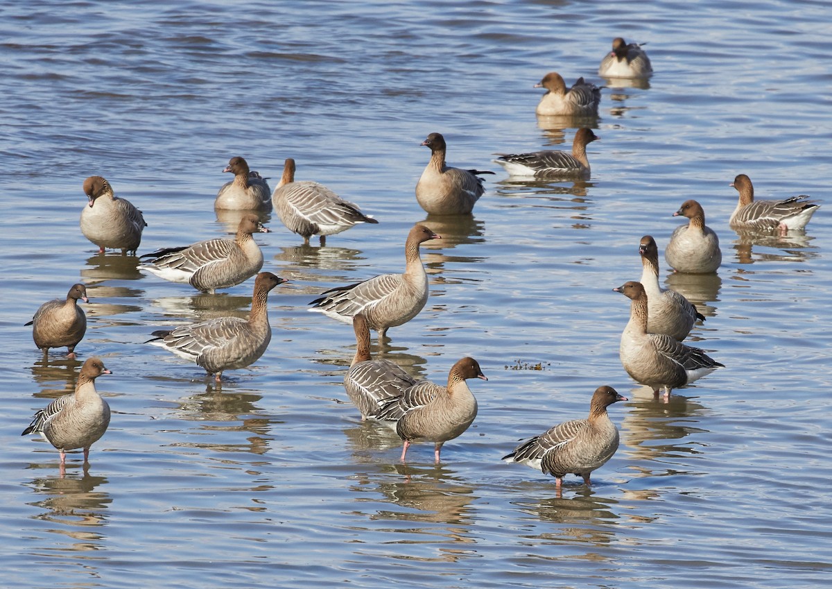 Pink-footed Goose - ML62125321