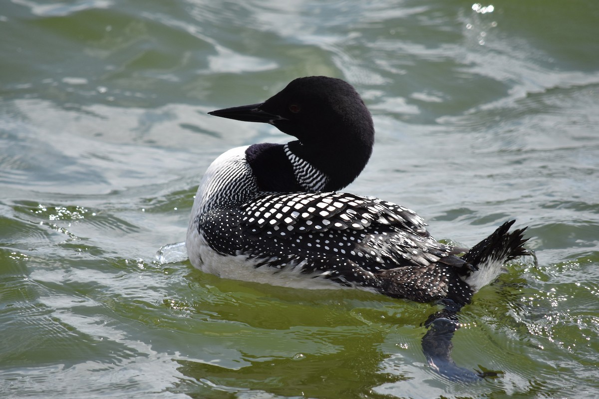 Common Loon - Jenny Vogt