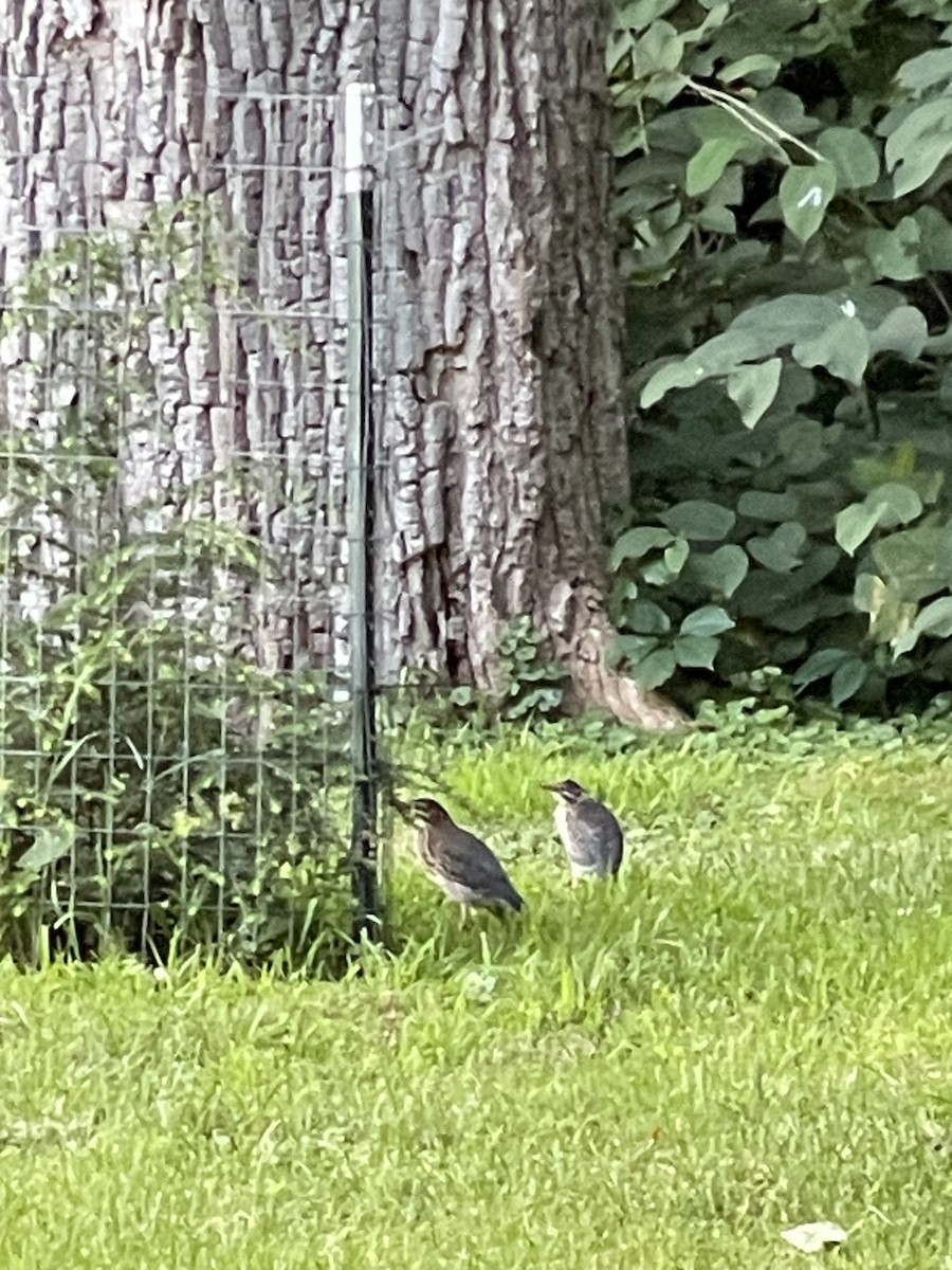 Pennsylvania Bird Atlas Checklist - 7 Jul 2024 - Edinboro Lake - 1 species