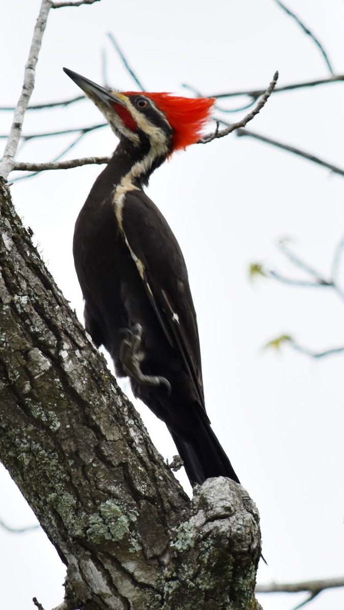 Pileated Woodpecker - Jenny Vogt