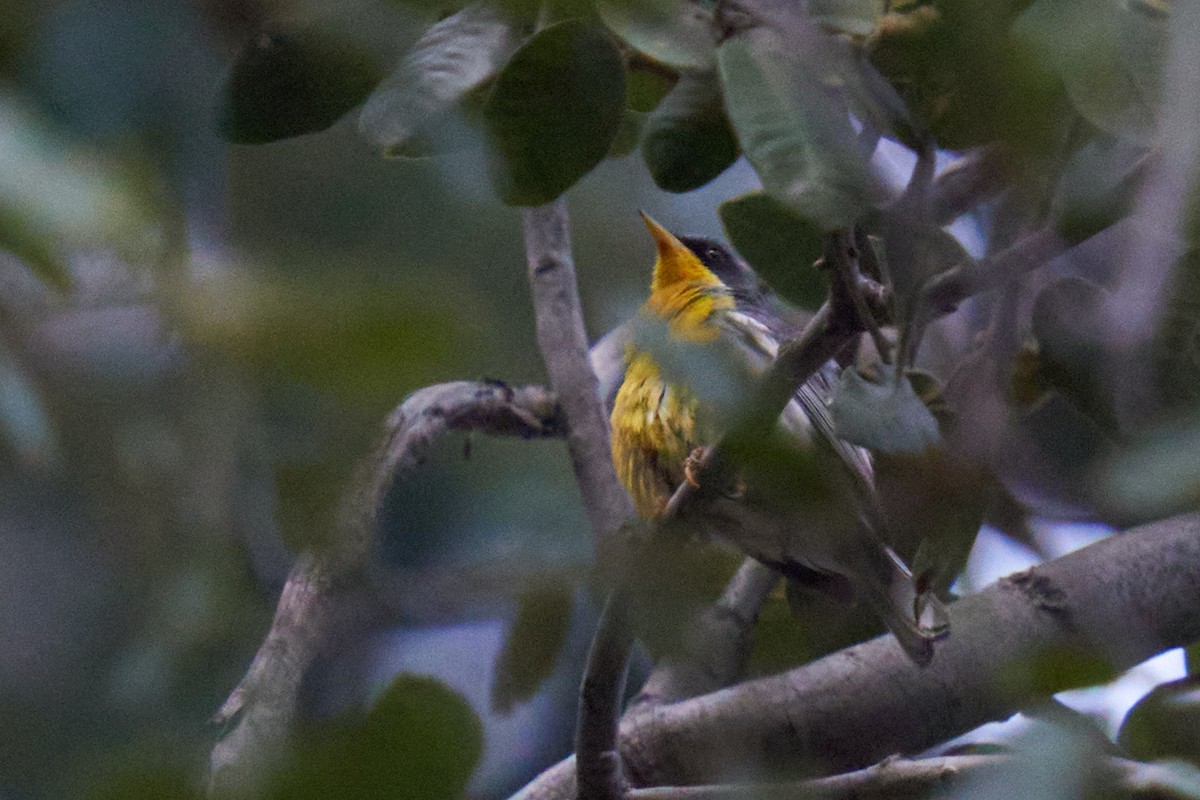 Ebird Checklist Jul Angeles Nf Switzers Picnic Area Species