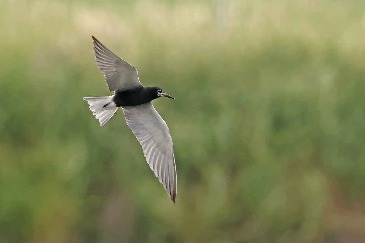 eBird Checklist 8 Jul 2024 BaieduFebvre (station d'épuration