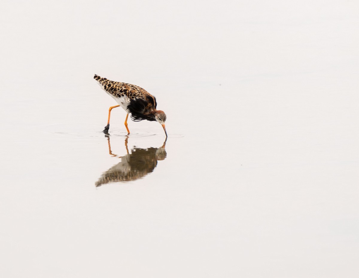 eBird Checklist - 8 Jul 2024 - Ballona Wetlands Ecological Reserve ...