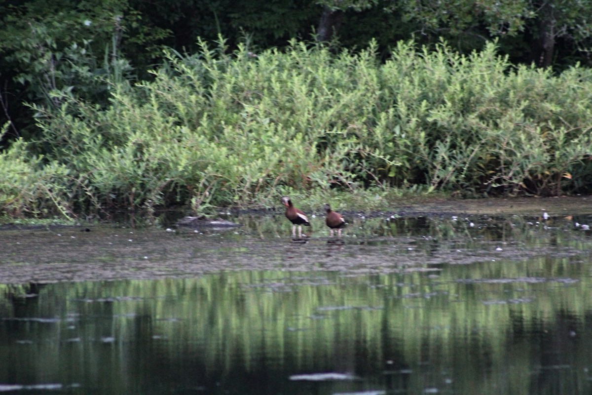 eBird Checklist - 8 Jul 2024 - Kirkwood Lake - 0 species (+1 other taxa)