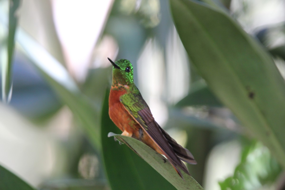 kolibřík peruánský - ML62129871