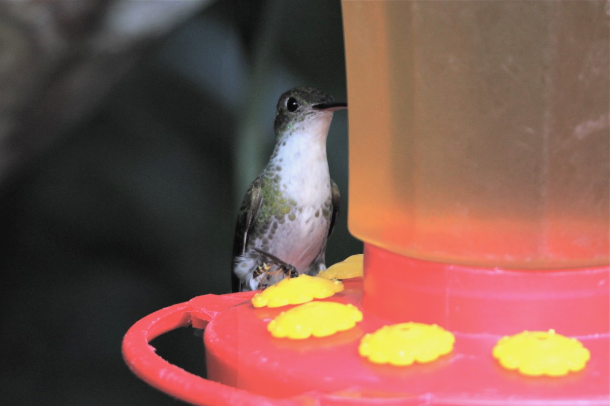 kolibřík zelenobílý - ML62129911
