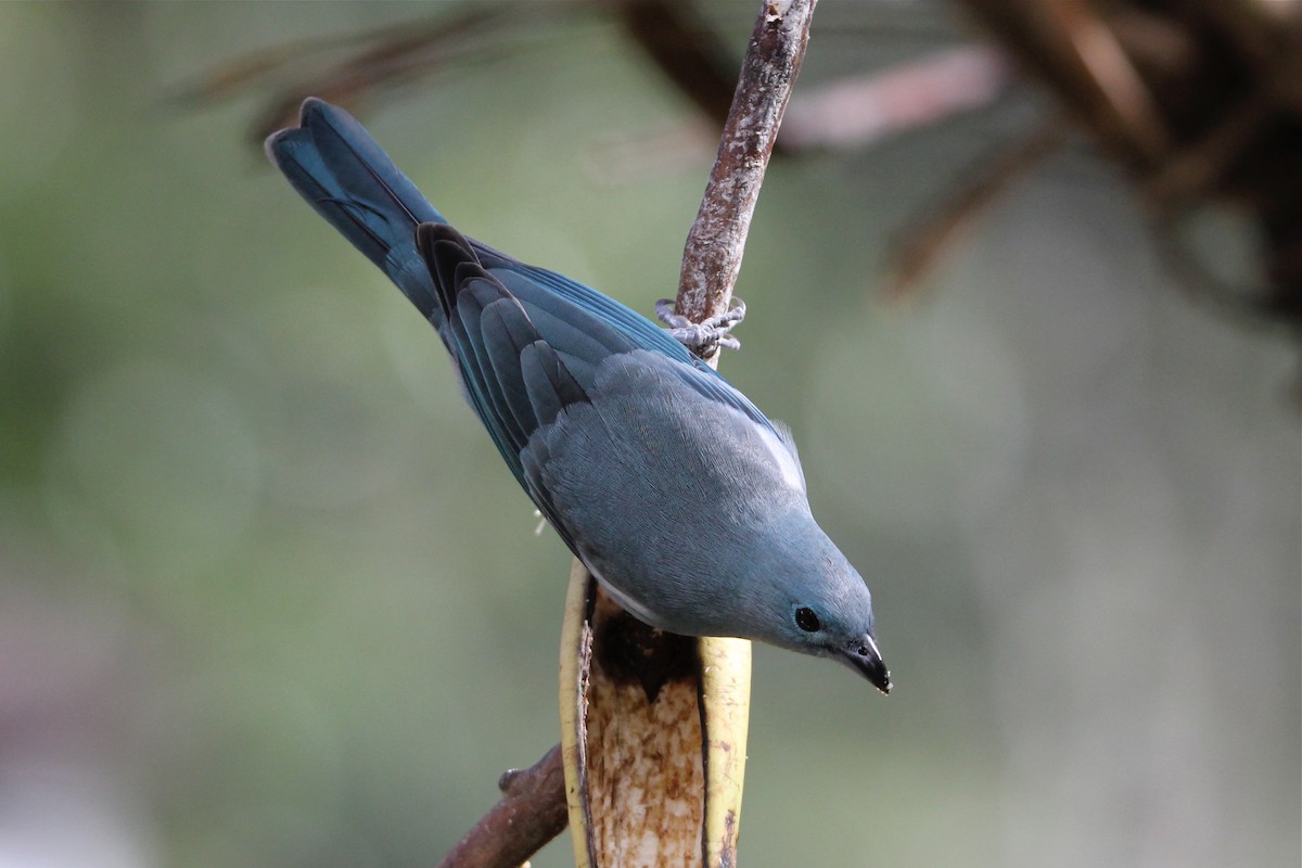 Blue-gray Tanager (White-edged) - Robert Gowan