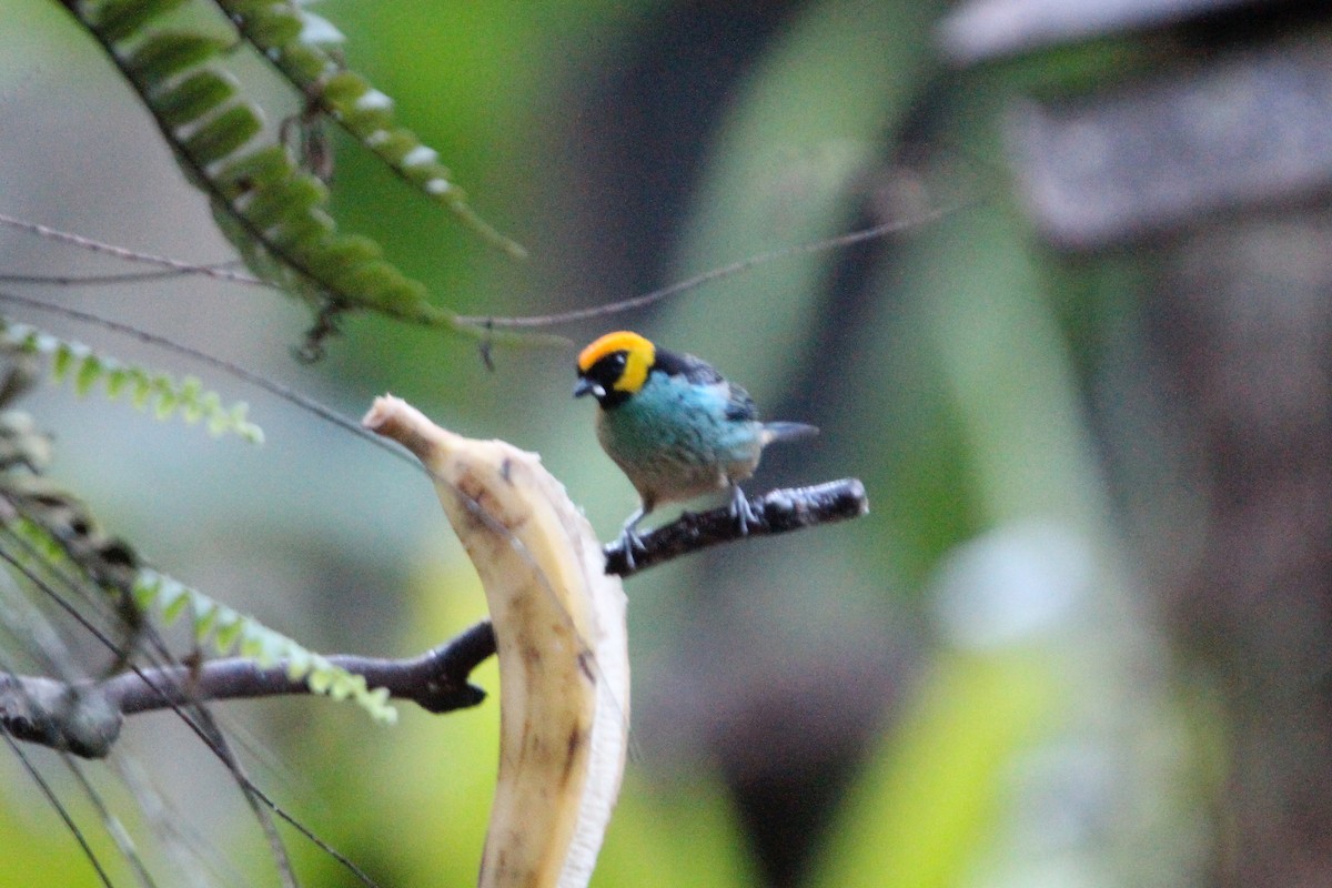 Saffron-crowned Tanager - ML62130261