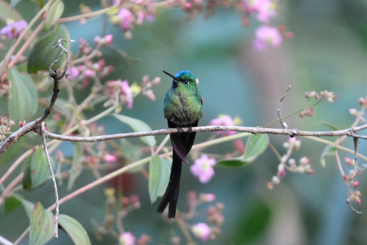 Long-tailed Sylph - ML62130411