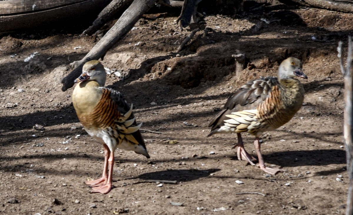 eBird Checklist - 5 Jul 2024 - Lake Apex Park (Gatton) - 11 species