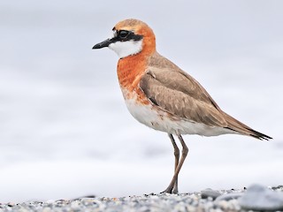 蒙古　モンゴル　徳王　蒙疆 330px-De_Wang_uniform.jpg