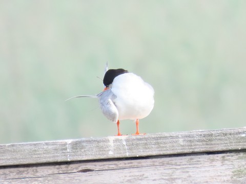 Forster's Tern - Ruth Bergstrom