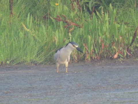 Black-crowned Night Heron - Ruth Bergstrom
