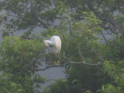 Snowy Egret - Ruth Bergstrom
