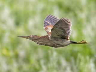 Female - Stephen Murray - ML621311986