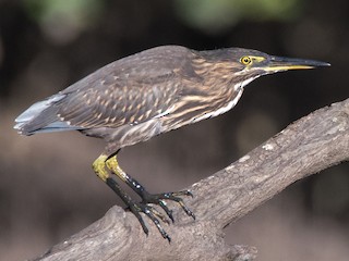 Juvenile (Old World) - Chris Rehberg  | Sydney Birding - ML621312559