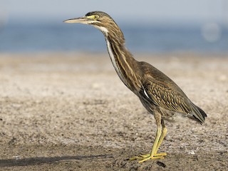 Juvenile (South American) - Evangelina Indelicato - ML621312560