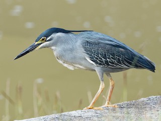 ササゴイ - eBird