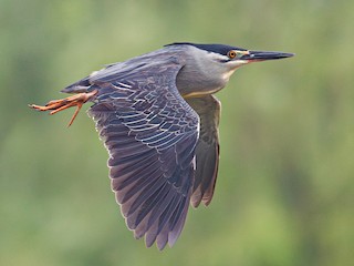 ササゴイ - eBird