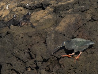 Adult (Galapagos) - Alex Lamoreaux - ML621312563