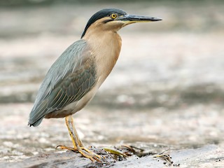 ササゴイ - eBird