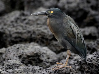 Adult (Galapagos) - Jay McGowan - ML621312566