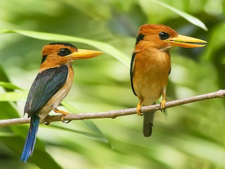 Male and female - Wade Strickland - ML621313467