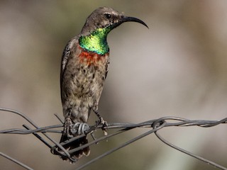 Nonbreeding male - Corinne Le Doare - ML621316683