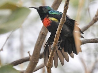 Abyssinian Sunbird - eBird
