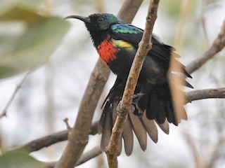 Breeding male - Jan Hansen - ML621316705