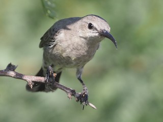 Female - Stephan Lorenz - ML621316706