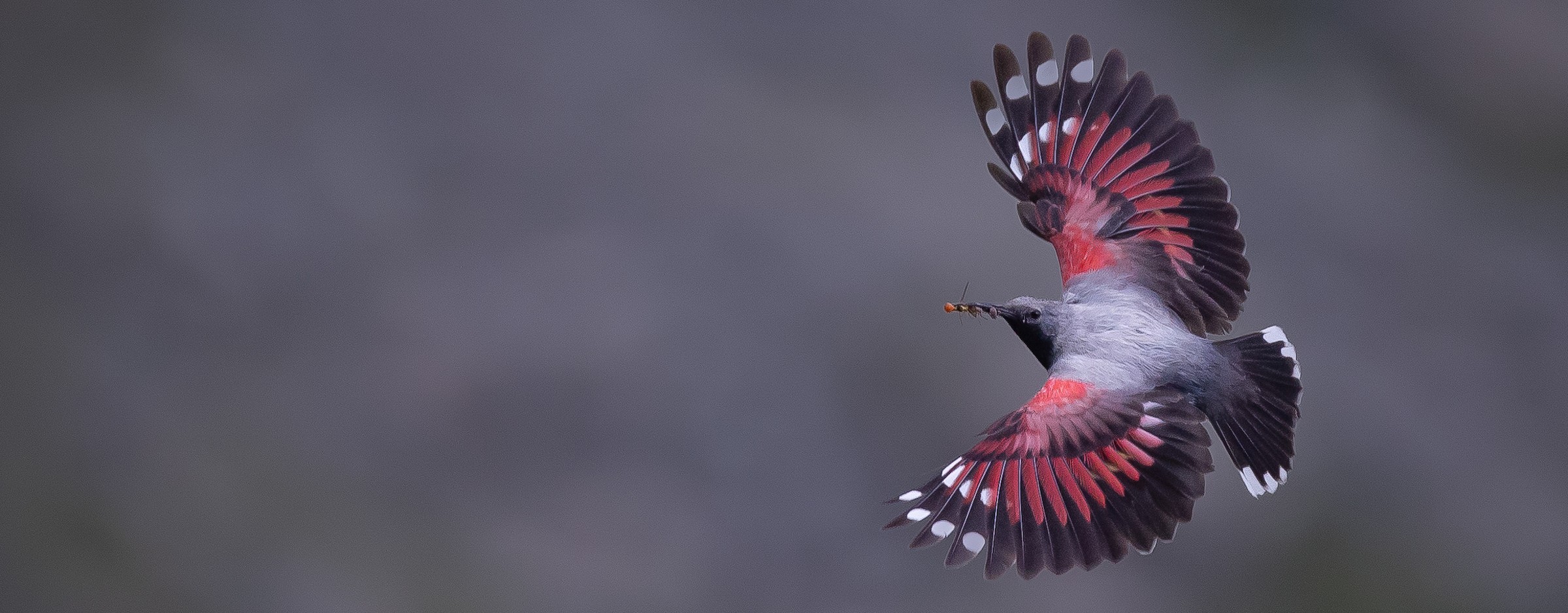 Wallcreeper