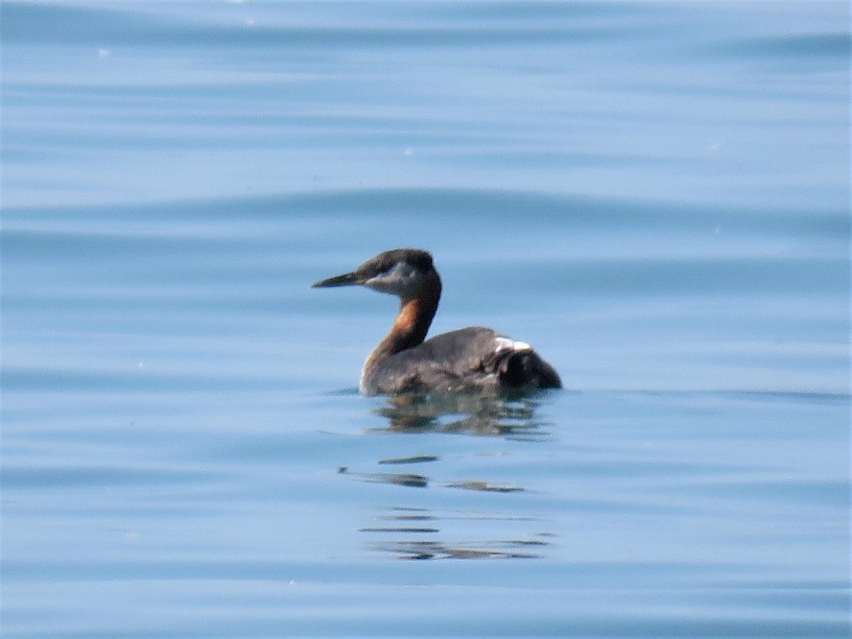 Red-necked Grebe - ML62131851