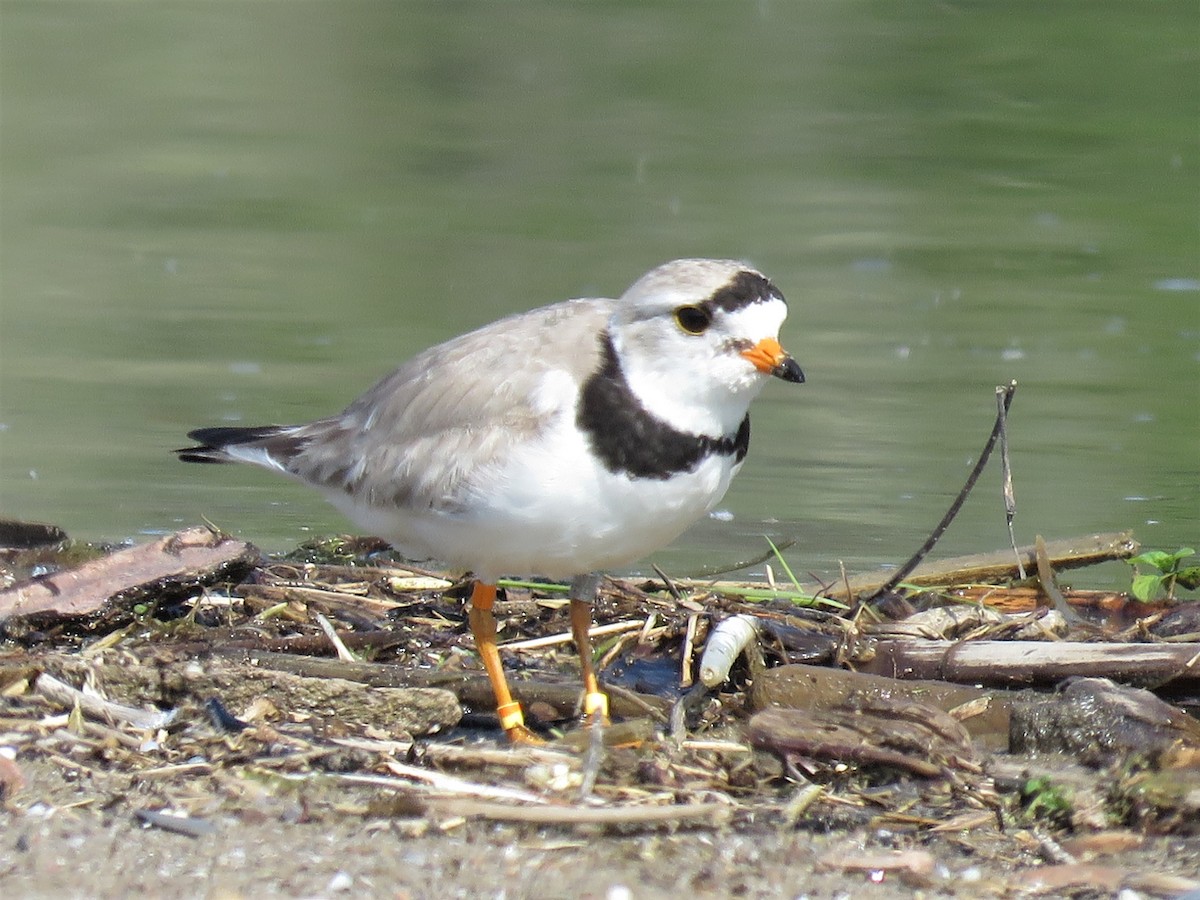 Piping Plover - ML62131941