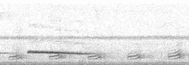 Graubrust-Ameisendrossel - ML62132
