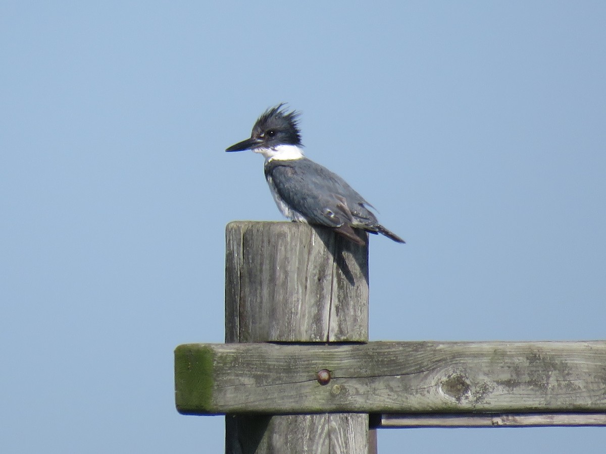 Belted Kingfisher - ML62132001