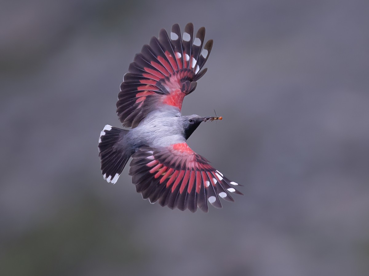 Wallcreeper - Tichodroma muraria - Birds of the World