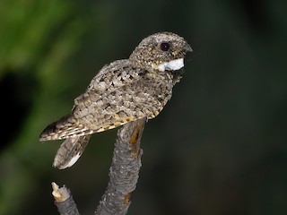 Common Poorwill - Phalaenoptilus nuttallii - Birds of the World