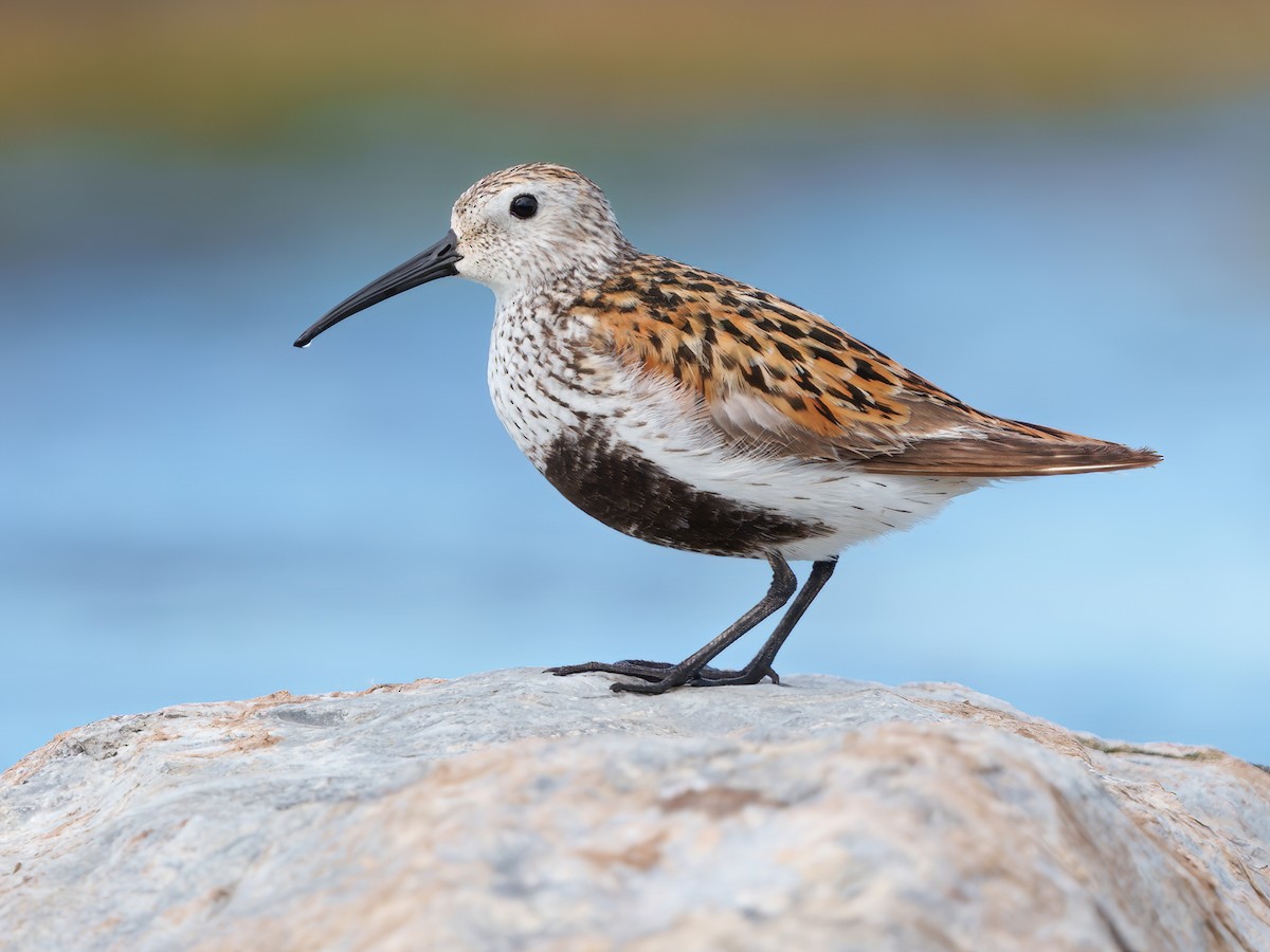 Dunlin - Calidris alpina - Birds of the World