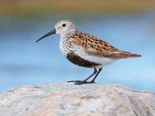  - Dunlin