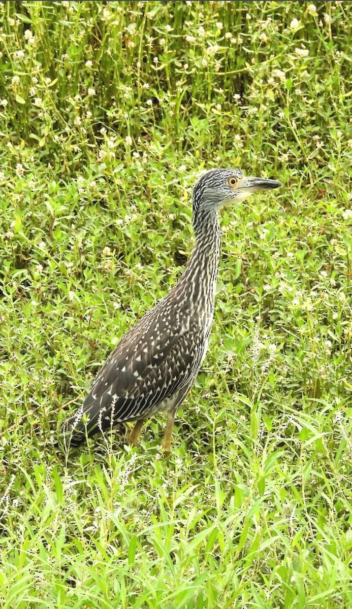 eBird Checklist - 9 Jul 2024 - Brainerd Levee - 21 species