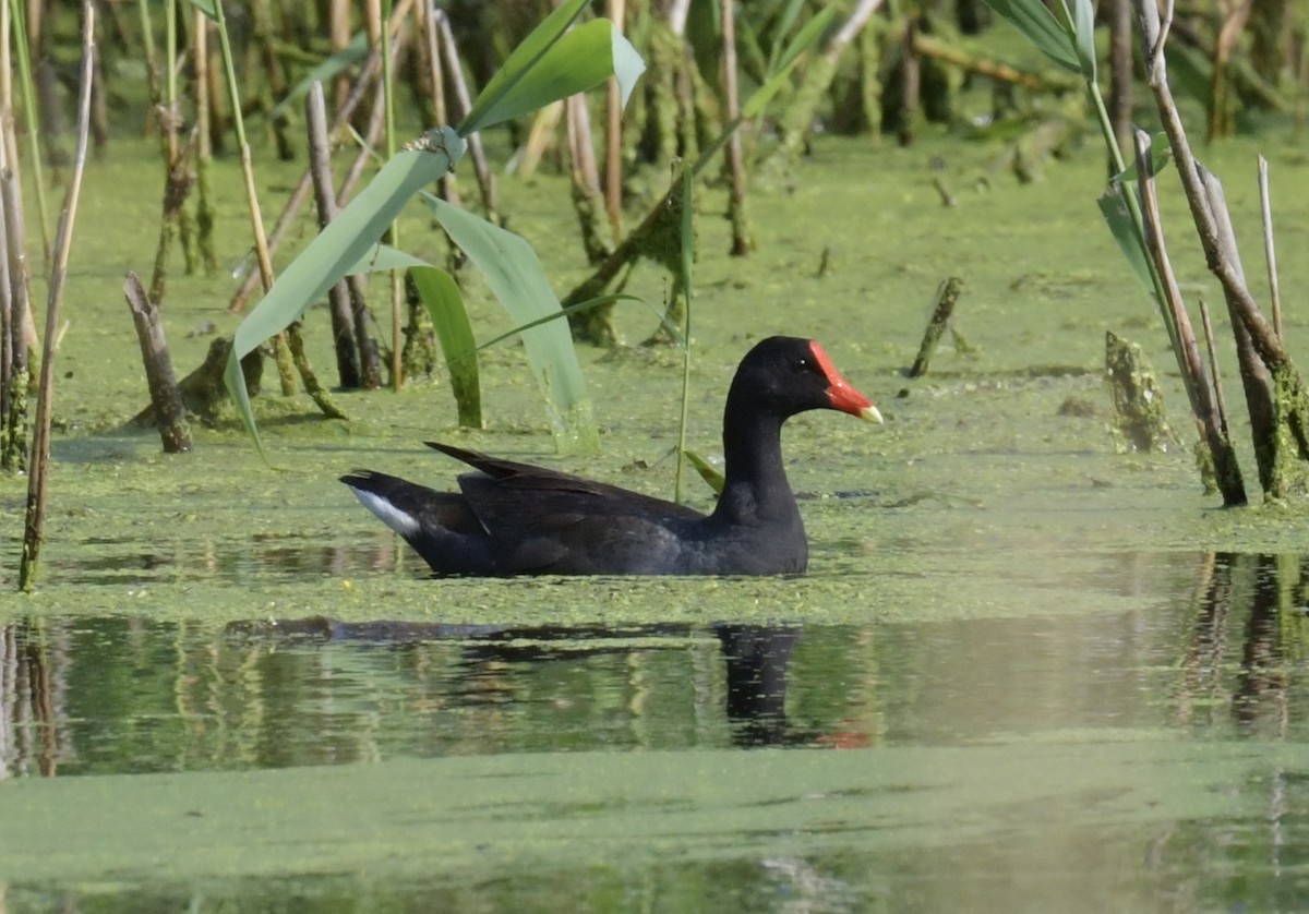 eBird Checklist - 9 Jul 2024 - Stakeout Common Gallinule, Deborah Lane ...